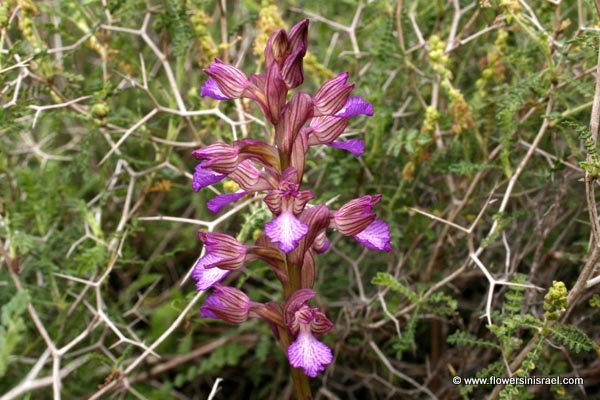 Flowers in Israel, send flowers